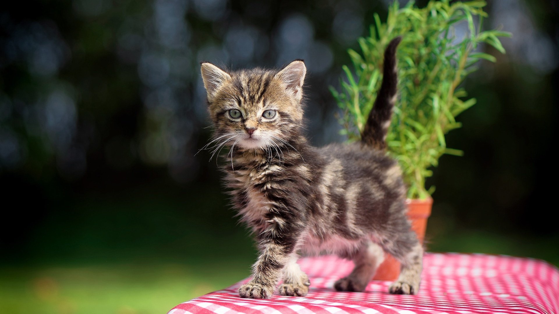 开云体育网页版-五大联赛最佳阵容是否过于偏重豪门球员，五大联赛良心球队