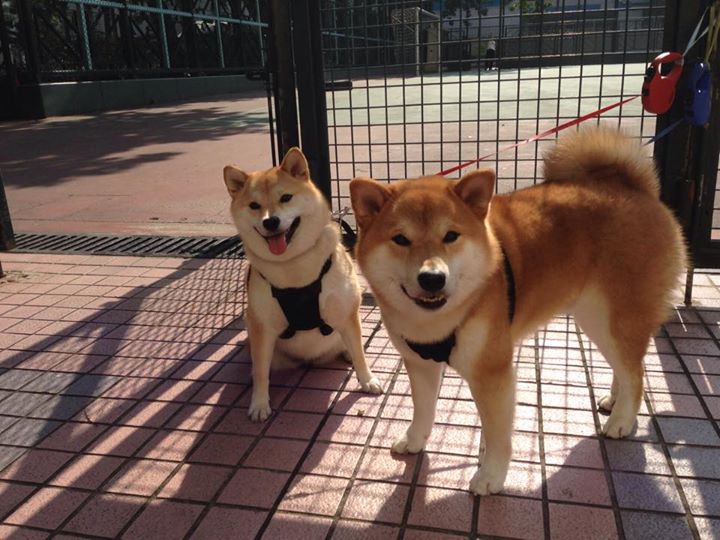 国家队长期缺乏国际友谊赛经验,国家队队友