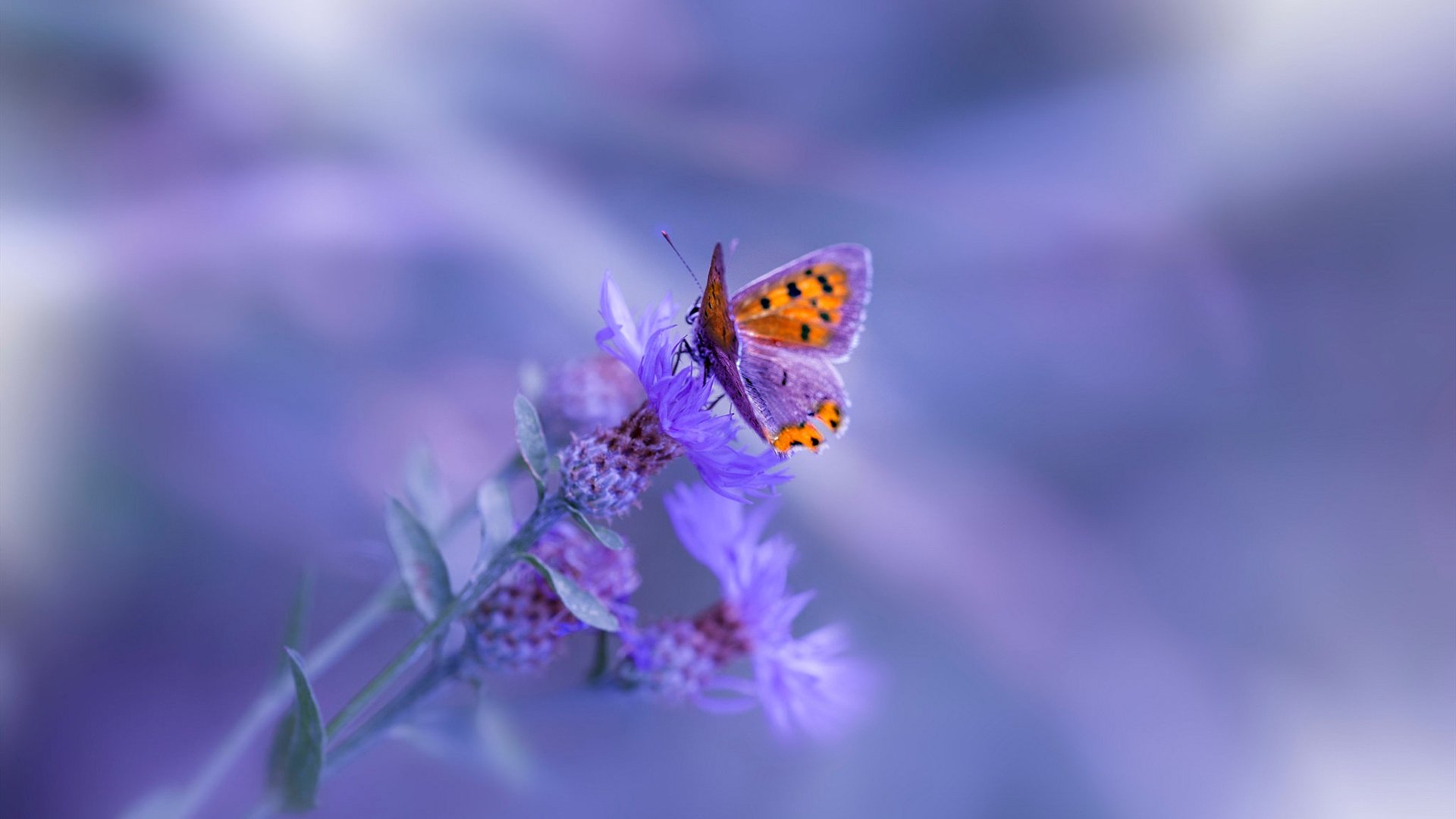 战术板研究哪支联赛球队更注重临场应变,战术板软件