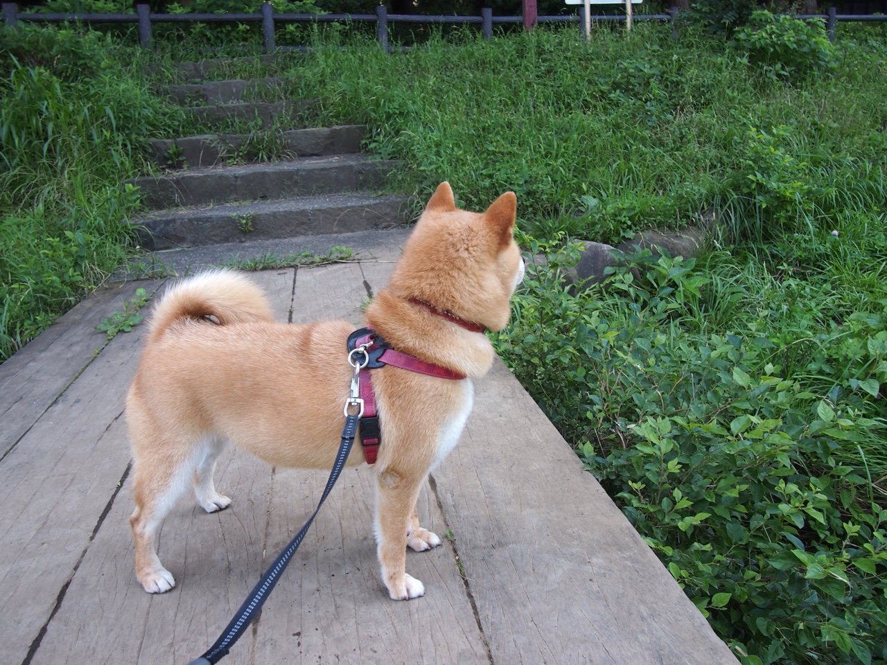 开云在线直播-本土教练与外教之间的职责边界是否模糊，外籍教练与中国教练