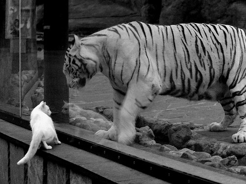 开云官方网站-中国女排主力轮换仍轻取对手，中国女排主力轮换仍轻取对手吗