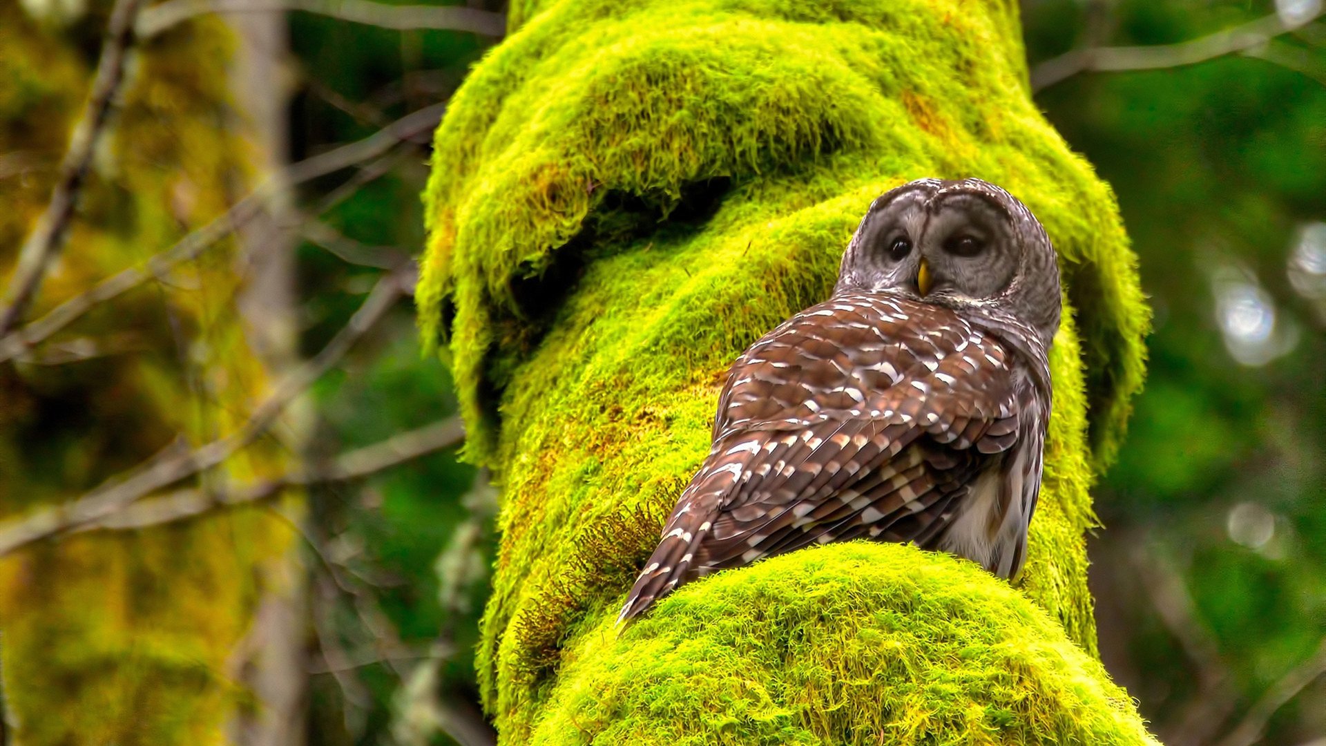 凯琳·科贝特展现未来冠军潜质,凯特琳科比