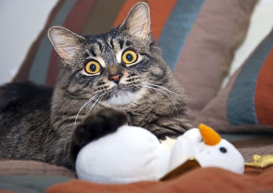 塔图姆突破上篮凯尔特人晋级季后赛,塔图姆22+8迎里程碑 凯尔特人6人得分